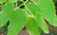 Planta de pata de vaca para la diabetes